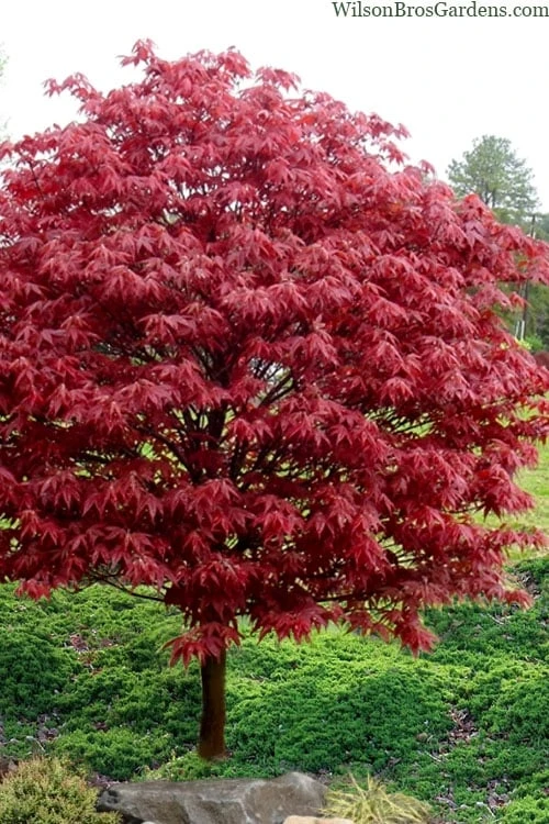 Rhode Island Red Japanese Maple - 3 Gallon Pot 4 Rhode Island Red Japanese Maple - 3 Gallon Pot - Image 4