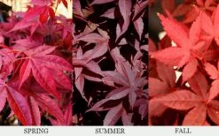 Rhode Island Red Japanese Maple - 3 Gallon Pot 10 Rhode Island Red Japanese Maple - 3 Gallon Pot -Healthy Plant Shop acer palmatum rhode island red japanese maple 6