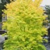 Shidava Gold Japanese Maple - 3 Gallon Pot