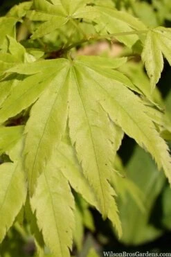 Shidava Gold Japanese Maple - 3 Gallon Pot -Healthy Plant Shop acer palmatum shidava gold japanese maple 3