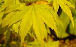 Shidava Gold Japanese Maple - 3 Gallon Pot -Healthy Plant Shop acer palmatum shidava gold japanese maple 4
