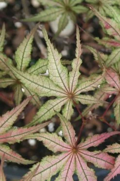 Shigitatsu Sawa Japanese Maple - 2 Gallon Pot 11 Shigitatsu Sawa Japanese Maple - 2 Gallon Pot -Healthy Plant Shop acer palmatum shigitatsu sawa japanese maple 5