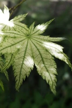 Front Page 38 Shigitatsu Sawa Japanese Maple - 2 Gallon Pot