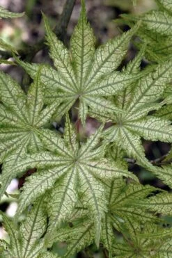 Shigitatsu Sawa Japanese Maple - 2 Gallon Pot 10 Shigitatsu Sawa Japanese Maple - 2 Gallon Pot -Healthy Plant Shop acer palmatum shigitatsu sawa japanese maple 8