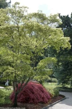 Shigitatsu Sawa Japanese Maple - 2 Gallon Pot 9 Shigitatsu Sawa Japanese Maple - 2 Gallon Pot -Healthy Plant Shop acer palmatum shigitatsu sawa japanese maple 9