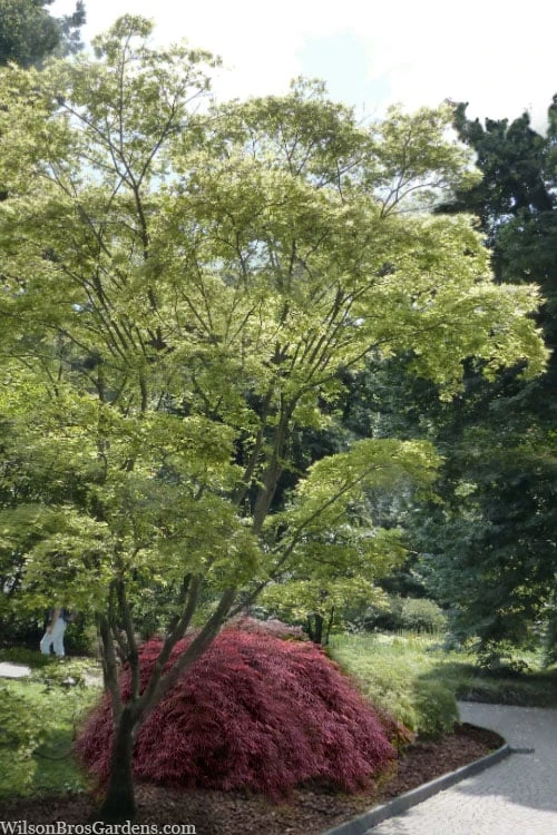 Shigitatsu Sawa Japanese Maple - 2 Gallon Pot 4 Shigitatsu Sawa Japanese Maple - 2 Gallon Pot - Image 4