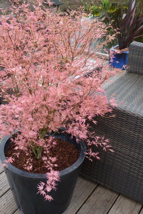 Taylor Pink Japanese Maple - 1 Gallon Pot 1 Taylor Pink Japanese Maple - 1 Gallon Pot