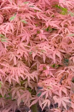 Taylor Pink Japanese Maple - 3 Gallon Pot 8 Taylor Pink Japanese Maple - 3 Gallon Pot -Healthy Plant Shop acer palmatum taylors pink japanese maple 7