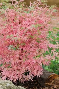 Taylor Pink Japanese Maple - 3 Gallon Pot 9 Taylor Pink Japanese Maple - 3 Gallon Pot -Healthy Plant Shop acer palmatum taylors pink japanese maple 8