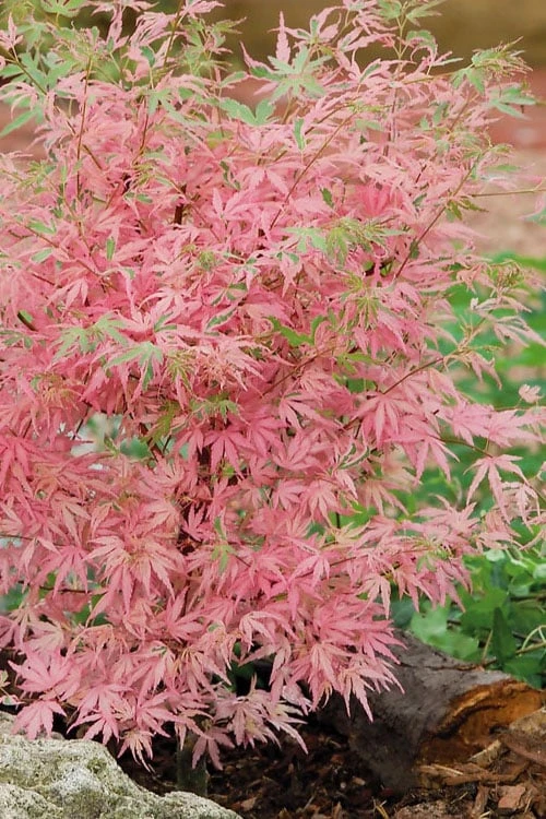 Taylor Pink Japanese Maple - 3 Gallon Pot 5 Taylor Pink Japanese Maple - 3 Gallon Pot - Image 5