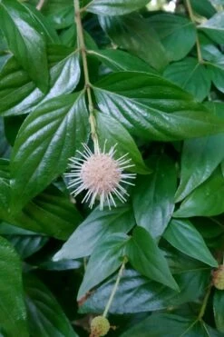 Adina Rubella Buttonbush - 3 Gallon Pot -Healthy Plant Shop adina rubella chinese buttonbush 2