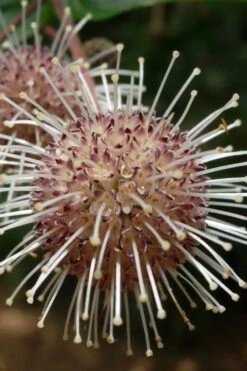 Adina Rubella Buttonbush - 3 Gallon Pot -Healthy Plant Shop adina rubella chinese buttonbush 4