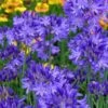 Northern Star Cold Hardy Agapanthus (Lily Of The Nile) - 1 Gallon Pot