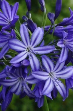 Northern Star Cold Hardy Agapanthus (Lily Of The Nile) - 1 Gallon Pot -Healthy Plant Shop agapanthus northern star lily of the nile 4