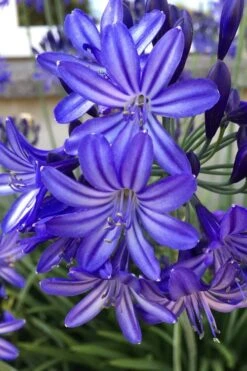 Northern Star Cold Hardy Agapanthus (Lily Of The Nile) - 1 Gallon Pot -Healthy Plant Shop agapanthus northern star lily of the nile 5