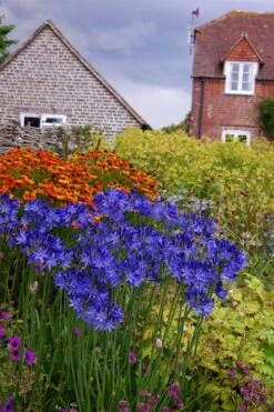 Northern Star Cold Hardy Agapanthus (Lily Of The Nile) - 1 Gallon Pot -Healthy Plant Shop agapanthus northern star lily of the nile 6