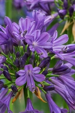 Purple Delight Agapanthus (Lily Of The Nile) - 2 Gallon Pot -Healthy Plant Shop agapanthus purple delight 2