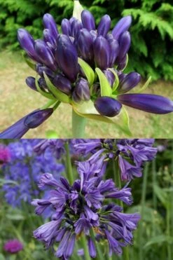 Purple Delight Agapanthus (Lily Of The Nile) - 2 Gallon Pot -Healthy Plant Shop agapanthus purple delight 4