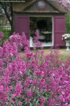 Rosie Posie Agastache (Hummingbird Mint) - 1 Gallon Pot -Healthy Plant Shop agastache rosie posie hummingbird mint 1