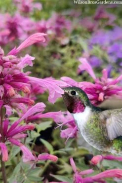 Rosie Posie Agastache (Hummingbird Mint) - 1 Gallon Pot -Healthy Plant Shop agastache rosie posie hummingbird mint 10
