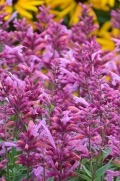 Rosie Posie Agastache (Hummingbird Mint) - 1 Gallon Pot -Healthy Plant Shop agastache rosie posie hummingbird mint 3