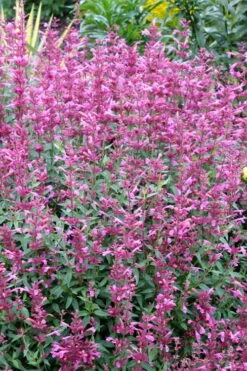 Rosie Posie Agastache (Hummingbird Mint) - 1 Gallon Pot -Healthy Plant Shop agastache rosie posie hummingbird mint 6