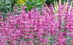 Rosie Posie Agastache (Hummingbird Mint) - 1 Gallon Pot -Healthy Plant Shop agastache rosie posie hummingbird mint 7