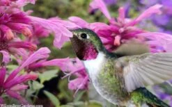 Rosie Posie Agastache (Hummingbird Mint) - 1 Gallon Pot -Healthy Plant Shop agastache rosie posie hummingbird mint 9