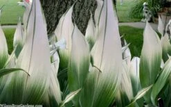 Snowcap Cast Iron Plant (Aspidistra Elatior 'Snowcap') - 3 Gallon Pot 9 Snowcap Cast Iron Plant (Aspidistra Elatior 'Snowcap') - 3 Gallon Pot -Healthy Plant Shop aspidistra elatior snow cap cast iron plant 2