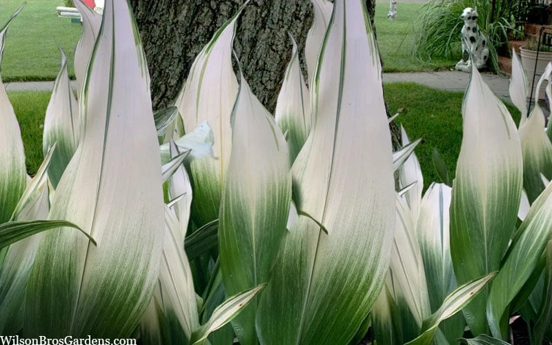Snowcap Cast Iron Plant (Aspidistra Elatior 'Snowcap') - 3 Gallon Pot 4 Snowcap Cast Iron Plant (Aspidistra Elatior 'Snowcap') - 3 Gallon Pot - Image 4