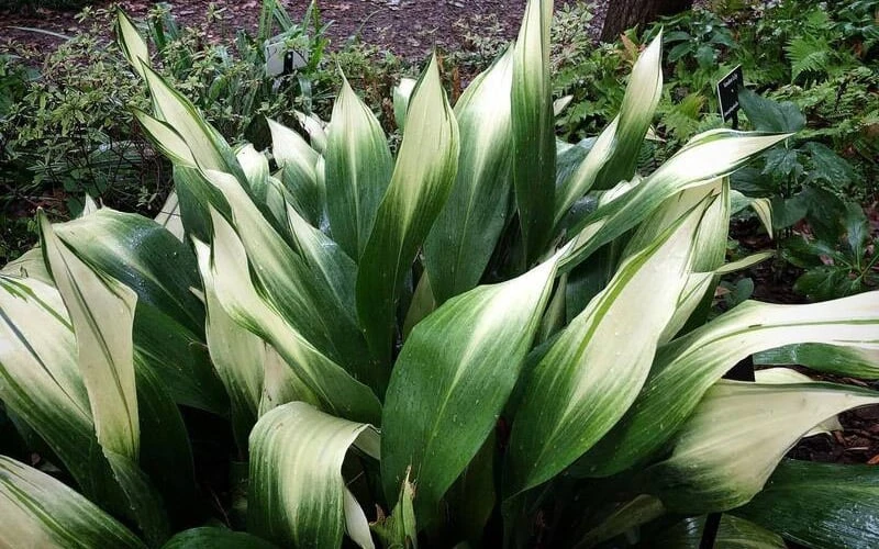 Snowcap Cast Iron Plant (Aspidistra Elatior 'Snowcap') - 3 Gallon Pot 5 Snowcap Cast Iron Plant (Aspidistra Elatior 'Snowcap') - 3 Gallon Pot - Image 5