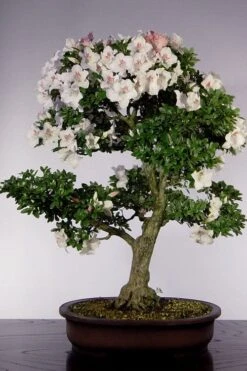 Joga Satsuki Azalea - 2 Gallon Pot -Healthy Plant Shop azalea 1