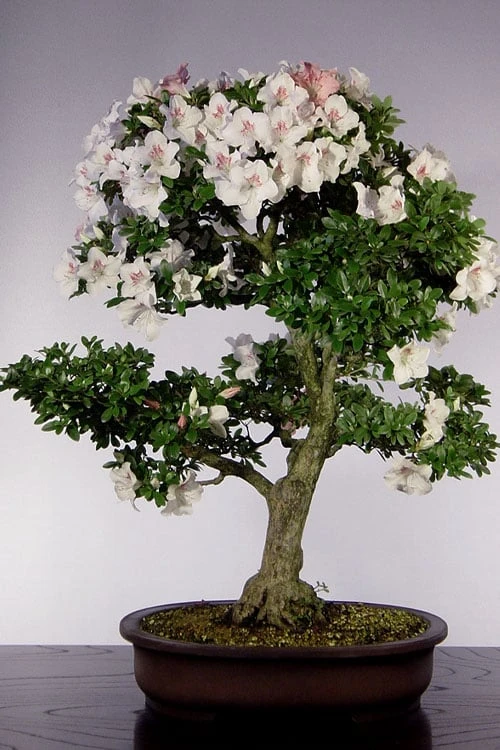 Joga Satsuki Azalea - 6 Pack Of 1 Gallon Pots 5 Joga Satsuki Azalea - 6 Pack Of 1 Gallon Pots - Image 5