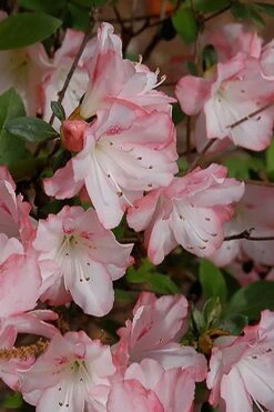 Amy Azalea - 6 Pack Of 1 Gallon Pots