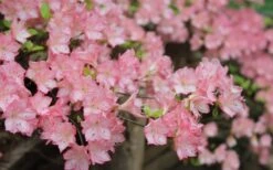 Amy Azalea - 1 Gallon Pot 8 Amy Azalea - 1 Gallon Pot -Healthy Plant Shop azalea amy 8