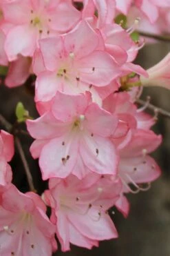 Amy Azalea - 6 Pack Of 1 Gallon Pots -Healthy Plant Shop azalea amy 9 1