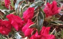 Arctic Rose Azalea - 3 Gallon Pot -Healthy Plant Shop azalea arctic rose 4