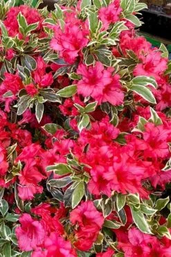 Arctic Rose Azalea - 3 Gallon Pot -Healthy Plant Shop azalea arctic rose 5