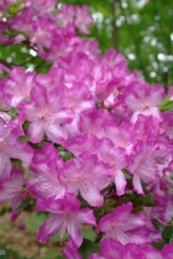 Fawn Azalea - 2 Gallon Pot 11 Fawn Azalea - 2 Gallon Pot -Healthy Plant Shop azalea fawn 6