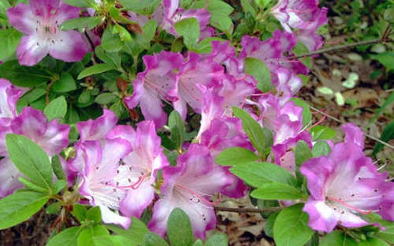 Fawn Azalea - 2 Gallon Pot 5 Fawn Azalea - 2 Gallon Pot - Image 5