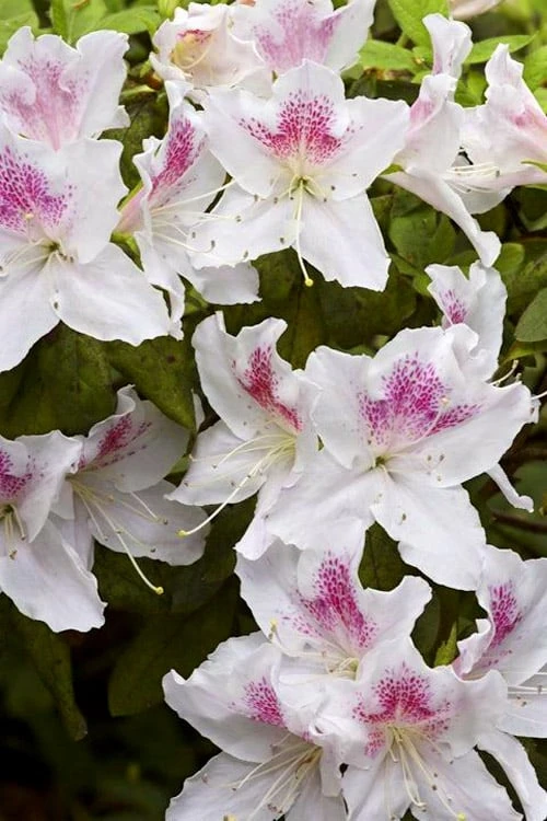 Joga Satsuki Azalea - 6 Pack Of 1 Gallon Pots 4 Joga Satsuki Azalea - 6 Pack Of 1 Gallon Pots - Image 4