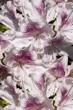 Joga Satsuki Azalea - 6 Pack Of 1 Gallon Pots 11 Joga Satsuki Azalea - 6 Pack Of 1 Gallon Pots -Healthy Plant Shop azalea joga 6 2