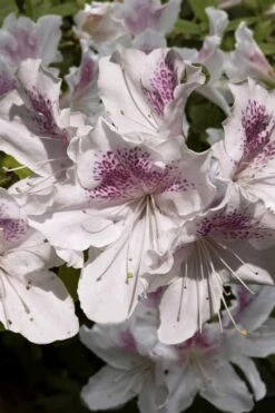 New Products 19 Joga Satsuki Azalea - 3 Gallon Pot