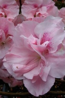 Nancy Of Robin Hill Azalea - 2 Gallon Pot -Healthy Plant Shop azalea nancy at robin hill 1