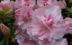 Nancy Of Robin Hill Azalea - 2 Gallon Pot -Healthy Plant Shop azalea nancy of robin hill 3