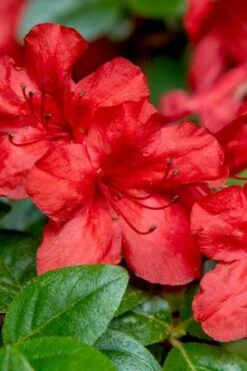 Stewartstonian Azalea - 1 Gallon Pot 12 Stewartstonian Azalea - 1 Gallon Pot -Healthy Plant Shop azalea stewartstonian 2