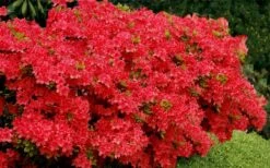 Stewartstonian Azalea - 1 Gallon Pot 15 Stewartstonian Azalea - 1 Gallon Pot -Healthy Plant Shop azalea stewartstonian 3