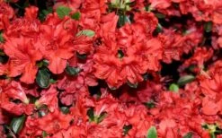 Stewartstonian Azalea - 1 Gallon Pot 17 Stewartstonian Azalea - 1 Gallon Pot -Healthy Plant Shop azalea stewartstonian 4