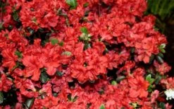 Stewartstonian Azalea - 1 Gallon Pot 16 Stewartstonian Azalea - 1 Gallon Pot -Healthy Plant Shop azalea stewartstonian 6