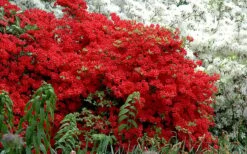 Stewartstonian Azalea - 1 Gallon Pot 13 Stewartstonian Azalea - 1 Gallon Pot -Healthy Plant Shop azalea stewartstonian 7